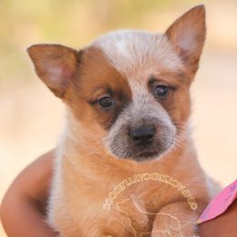 Bumpy (AKC) - Red speckled female Australian Cattle Dog puppy in Marana, Arizona from Impact 3rd Australian Cattle Dogs
