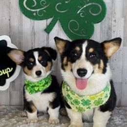 Pembroke Welsh Corgis from Soul Sisters Corgis