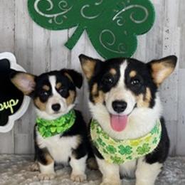 Pembroke Welsh Corgis from Soul Sisters Corgis