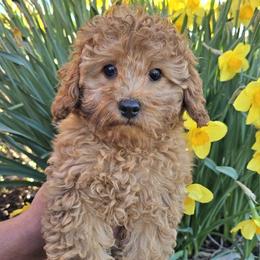 Finnegan - Red male Cavapoo puppy in Erda, Utah from Country Lane Doodles