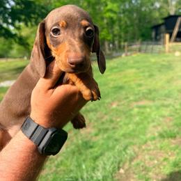 Cheyenne - Chocolate and tan female Dachshund puppy in Crossville, Tennessee from Golden Mini Farm