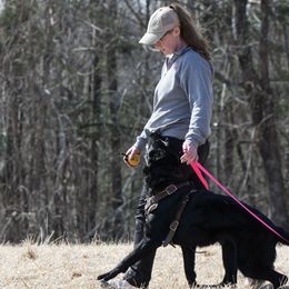 German Shepherds from Alisha Fitzpatrick