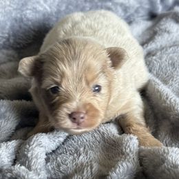 Carter - Merle male Pomsky puppy in Oak Forest, Illinois from Illinois Poms