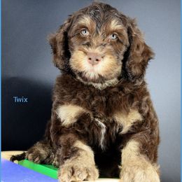 Twix - Chocolate male Australian Labradoodle puppy in Billings, Montana from Doodle Around