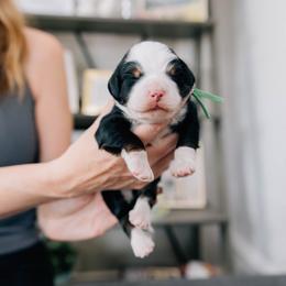 Boy 3 - Tri-color male Bernedoodle puppy in Murray, Utah from Sun Valley Doodles