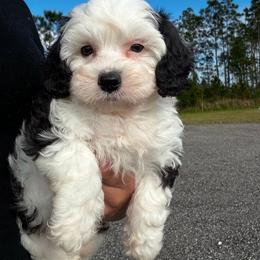 Nemo - Black and white male Sheepadoodle puppy in Saint Cloud, Florida from Rising Star Kennels