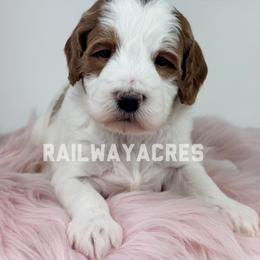 Lola - Parti female Goldendoodle puppy in Milford, Indiana from Railway Acres Kennel