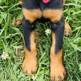 Nyx - Black and rust female Doberman Pinscher puppy in Winchester, Ohio from 32 Farms
