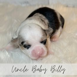 Uncle baby Billy - Blue merle and white male American Corgi puppy in Greenwood, Indiana from Witch Creek Corgis