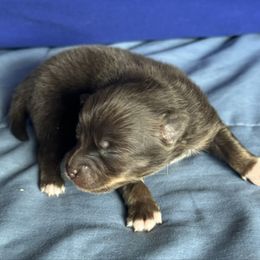 Cooper - Chocolate male Pomsky puppy in Oak Forest, Illinois from Illinois Poms