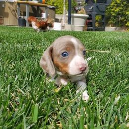 Dachshund Puppies from Over The Moon Dachshunds