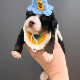 Hermione - Harry Potter Litter - Tri-color female Bernedoodle puppy in Charleston, South Carolina from Palm Belle Doodles