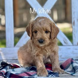 Mr White - Apricot male Goldendoodle puppy in South Jordan, Utah from JD Goldendoodles
