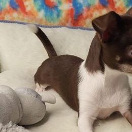 Chihuahuas from Kimber's Chihuahuas