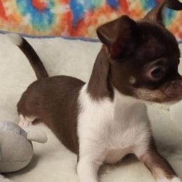 Chihuahuas from Kimber's Chihuahuas