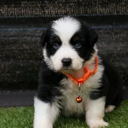 Zexter - Black tri-color male Australian Shepherd puppy in Yulee, Florida from Towkach Mini Ranch