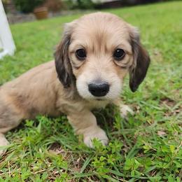 Dachshund Puppies from Katie Light