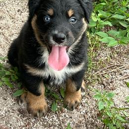 Jake - Black tri-color male Australian Shepherd puppy in Fort Myers, Florida from U Cross Australian Shepherds