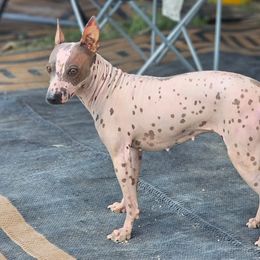 Peach - American Hairless Terrier