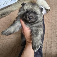 Pine - Gray silver and black Keeshond puppy in Rogers, Minnesota from Legacy Keeshonds
