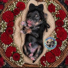 Stella - Black and silver female Miniature Schnauzer puppy in Magalia, California from NorCal Schnauzers