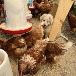 Border Collie and Maremma Sheepdog Puppies from Hope's Farm