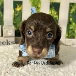 Fig - Chocolate and cream male Dachshund puppy in Lakeland, Florida from Ruthie’s Rich Mini Dachshunds