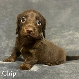 Chip - Chocolate and tan male Dachshund puppy in Aiken, South Carolina from Paragon Puppies