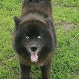 Ebony - Siberian Husky