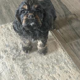 Pink - Black and tan female Cocker Spaniel puppy in Rio Rico, Arizona from J&E spaniels