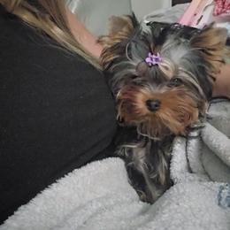 Girl 3 - Black and gold female Yorkshire Terrier puppy in Nitro, West Virginia from Nitro Elite Babydoll Yorkies