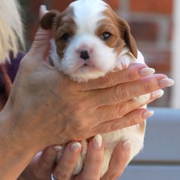 Lady - Blenheim female Cavalier King Charles Spaniel puppy in Greensboro, North Carolina from Hyde Park Cavaliers