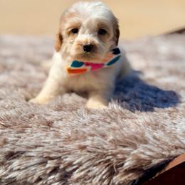 Amelia Bedelia - Caramel cream female Australian Labradoodle puppy in Calhoun, Louisiana from Arrowhead Australian Labradoodles
