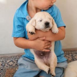 Oak - Light golden male Golden Retriever puppy in Dunlap, Tennessee from Mountain Laurel Goldens