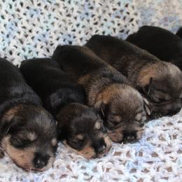 Miniature Schnauzer puppies from Crooked Tree Ranch