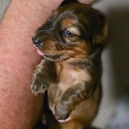 Wario - Sable male Dachshund puppy in Oklahoma from Wilkinson’s Waggish Weiner Dogs