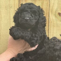 Puppy 1 - Black male Poodle puppy in Bremen, Georgia from Kelley’s Poodle Patch