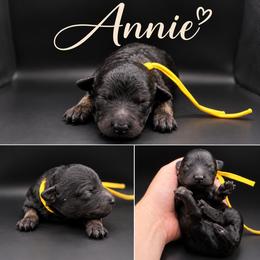 Annie - Black female Poodle puppy in Live Oak, Florida from Grams Poodle Babies