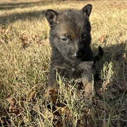 Leo (Yellow Collar) - Black male German Shepherd puppy in Bartlesville, Oklahoma from Guardian Working Shepherds