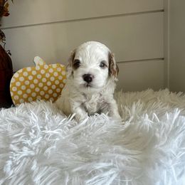 Izzie  (Purple) - Blenheim female Cavapoo puppy in West Haven, Utah from Harper Haven Cavapoos & Doodles