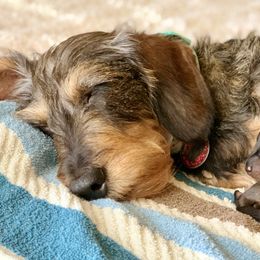 Dachshund Puppies from Vom Dörnerstein