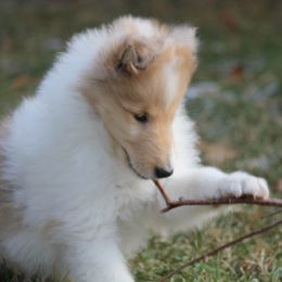 Collie Puppies from Deb Smith