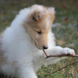 Collie Puppies from Deb Smith