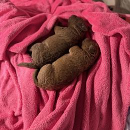 Chesapeake Bay Retriever Puppies from Blue Skye Chesapeakes