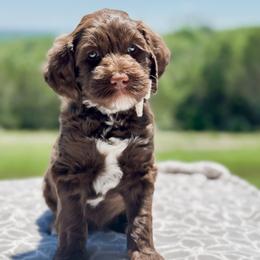 Australian Labradoodle Puppies from West Haven Australian Labradoodles
