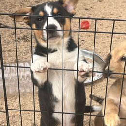 Waffles - Black and white Cardigan Welsh Corgi puppy in Corona, California from ChezBeale