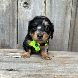 Dapple - Dapple male Dachshund puppy in South Willard, Utah from Doxies in the Sun
