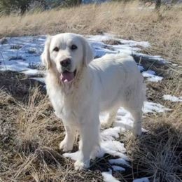 Angel - Golden Retriever