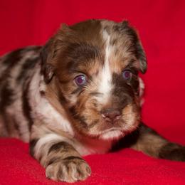 Rodeo - Red merle male Miniature American Shepherd puppy in Godley, Texas from Bradley Kennels
