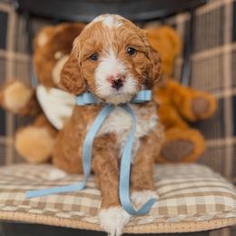 Teddy - Red  male Goldendoodle puppy in New Harmony, Indiana from Cottonwood Farms
